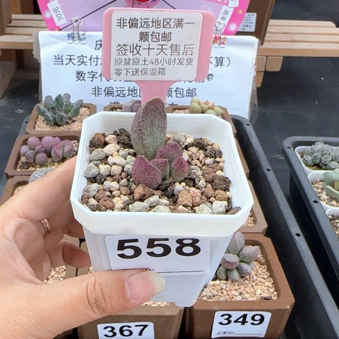 558巨猪宝多肉植物