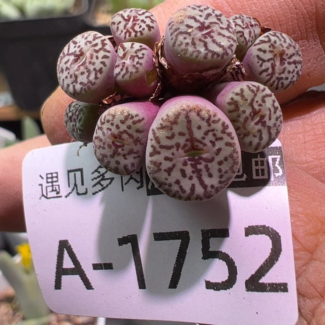 多肉植物11111111111