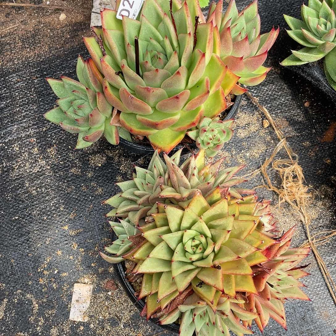 若如东云组拍D277
