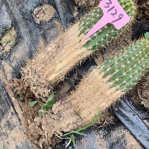 清清40随机发一个有斑无售后3129