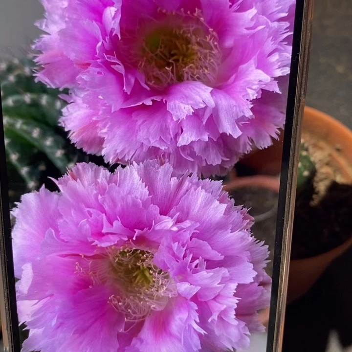 香香羽毛3号侧芽3公分左右