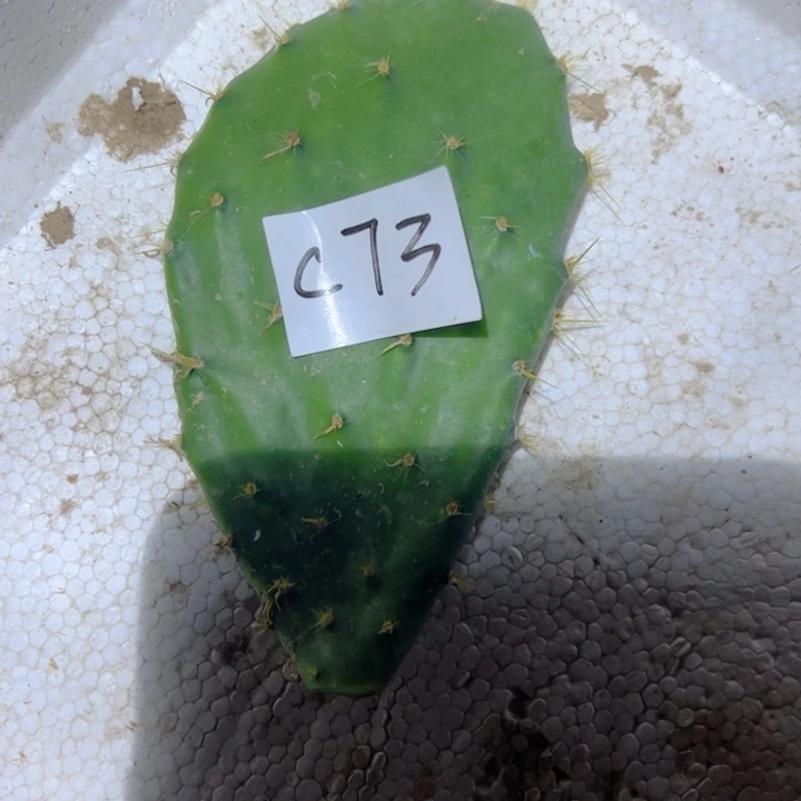 五****?C73仙人掌叶片一个6