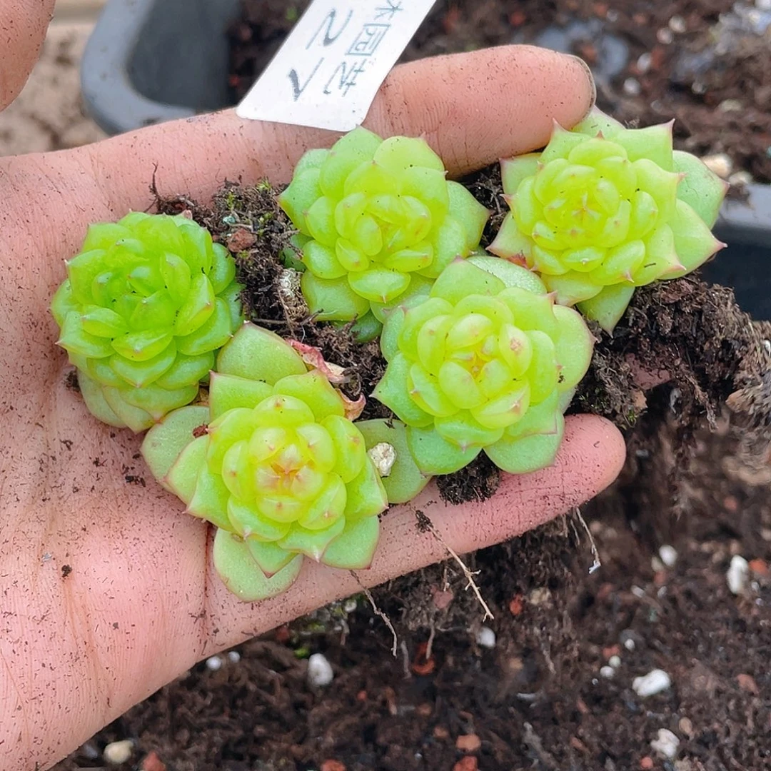 多肉植物多肉植物227