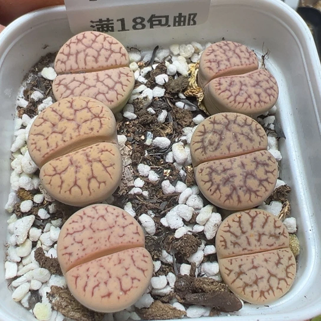 【闪购商品】 779。