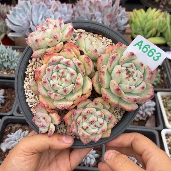 哈哈哈哈哈哈哈哈哈哈663