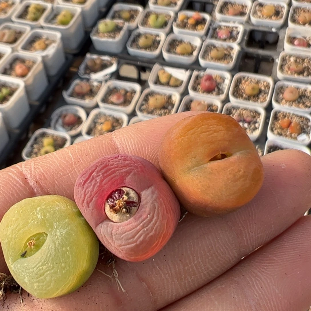 302多肉植物百科植物