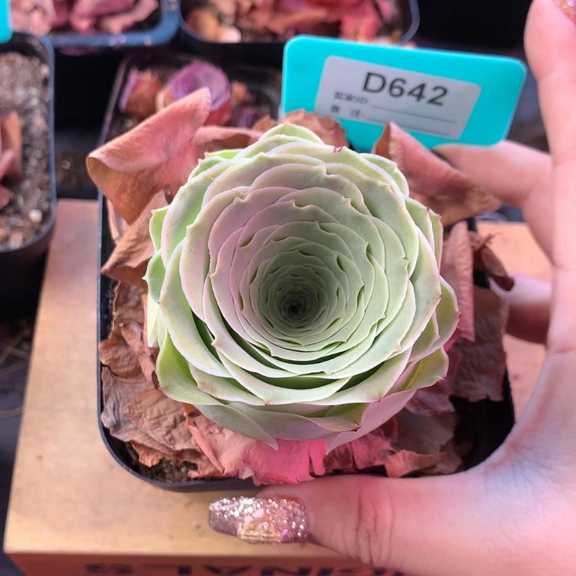 【闪购商品】兔***卜浪花642