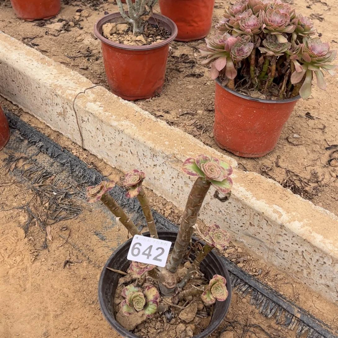 雪***飞V锦642不包断枝的