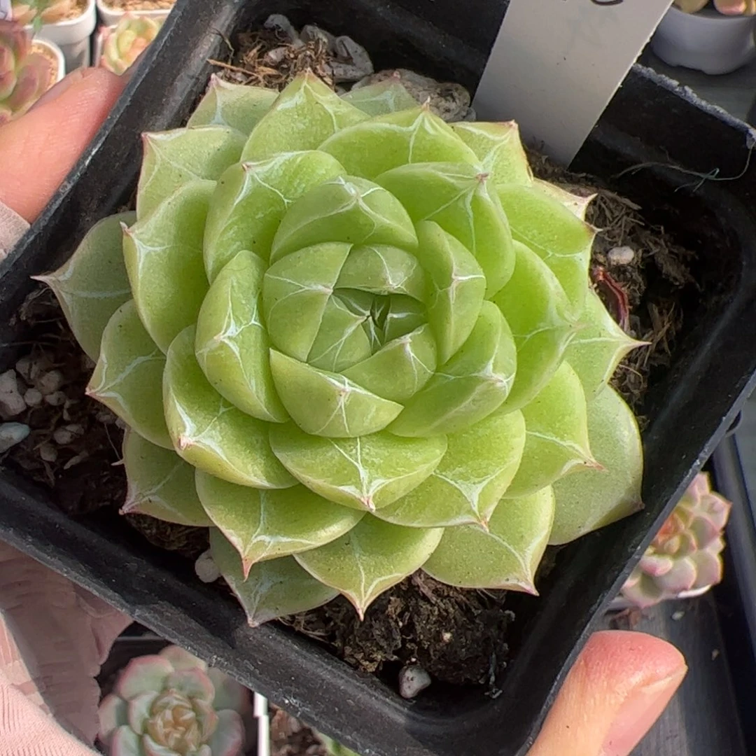 唯****674 多肉植物组合盆栽