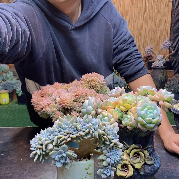 云***。121号冰橙多肉植物