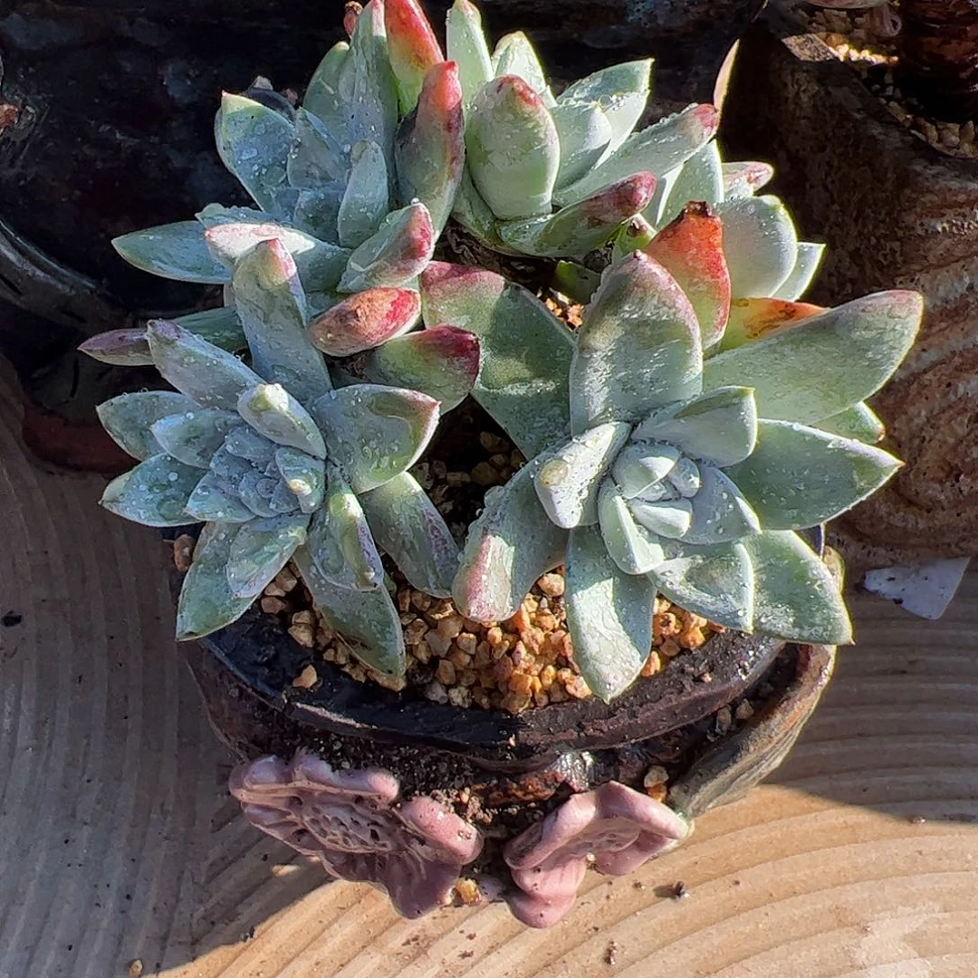 5404苹果叶杂交仙女杯