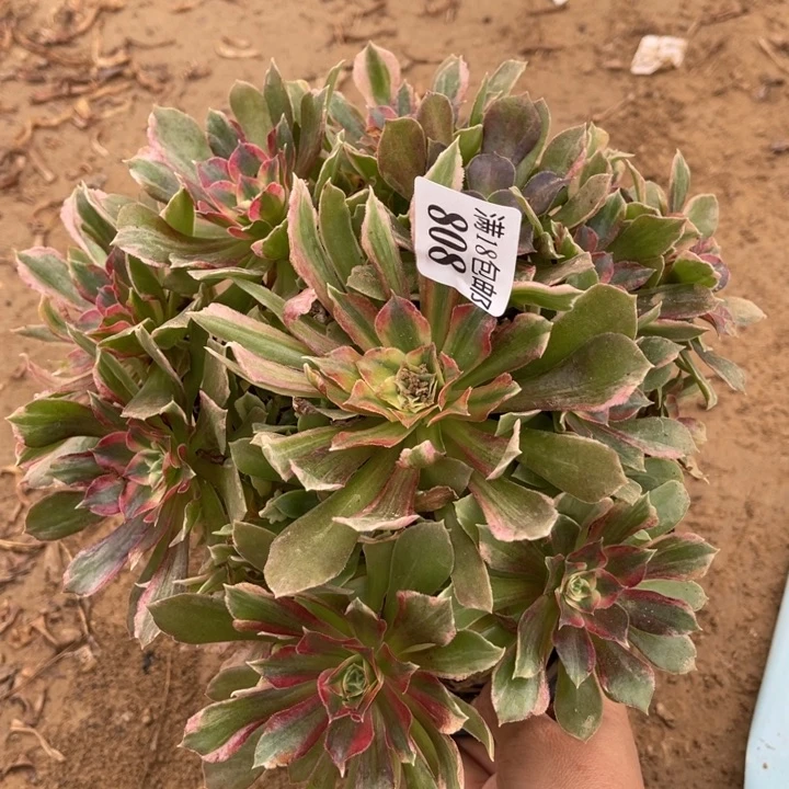 808光辉七彩手捧2号