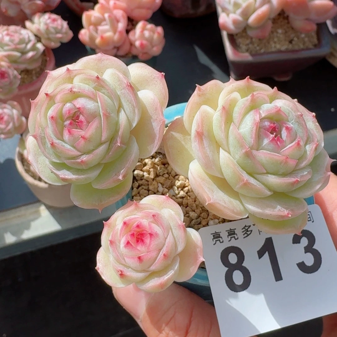 白芷珍妮      愿你一路坦途，乘风破浪展宏图