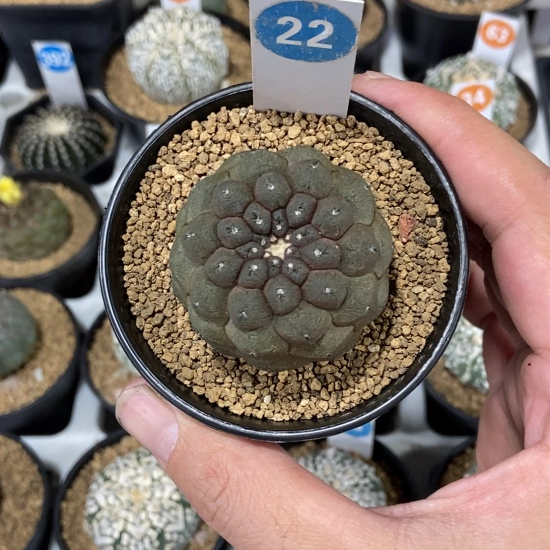 22实生蜥蜴皮带盆带土