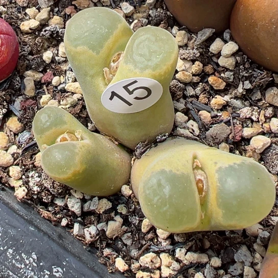 多肉植物111111111111111