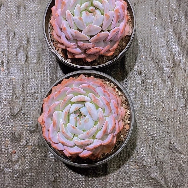 ****虎橙子多肉植物老桩