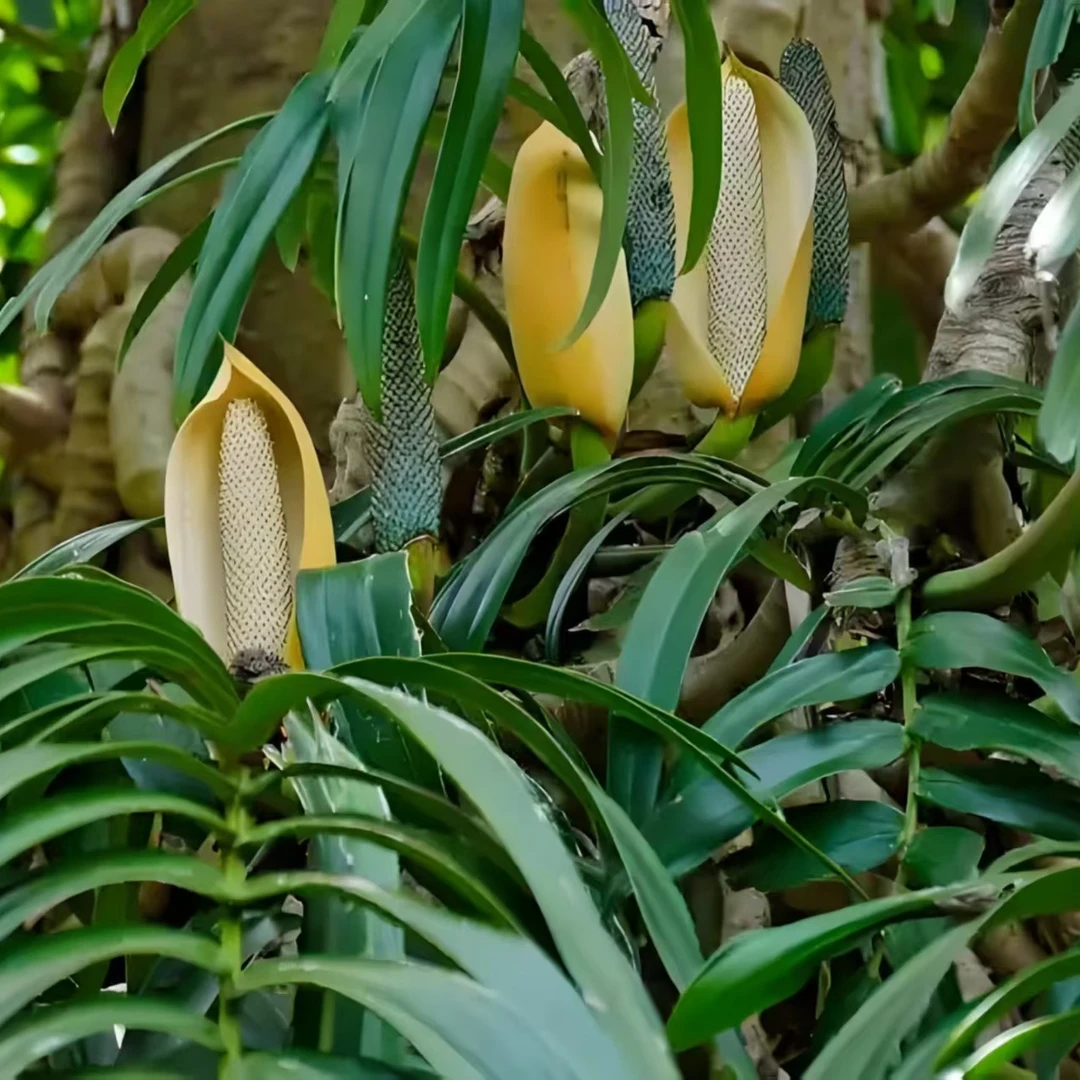 龟背竹麒麟尾都有
