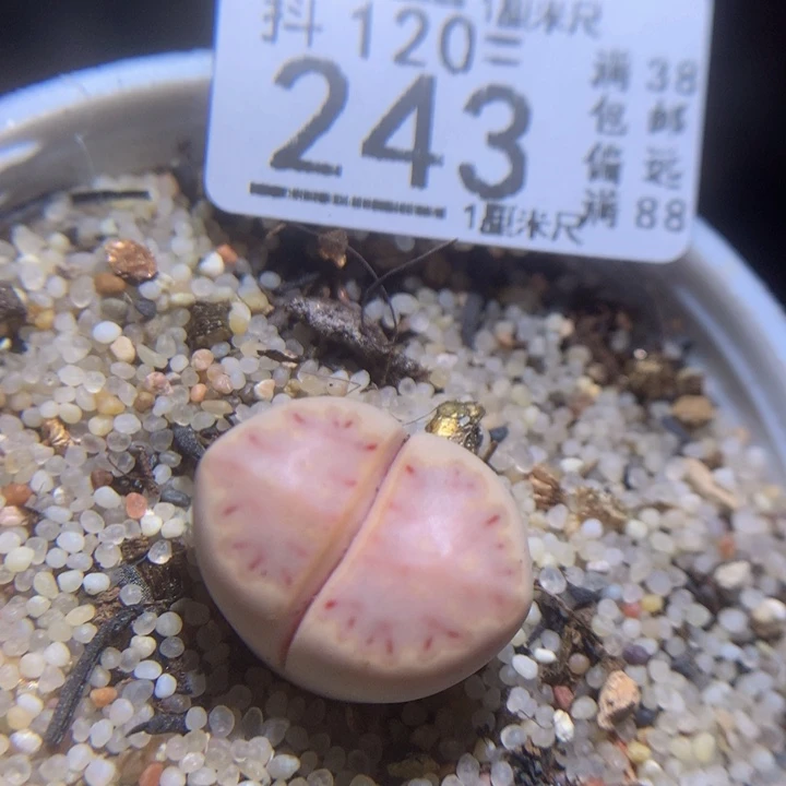 精品生石花120.243