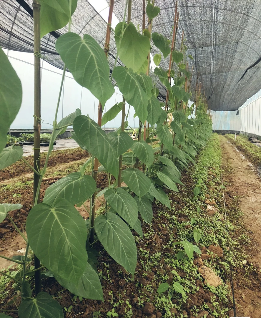 广西发货哥伦比亚热情果绿植可地栽可盆栽2棵