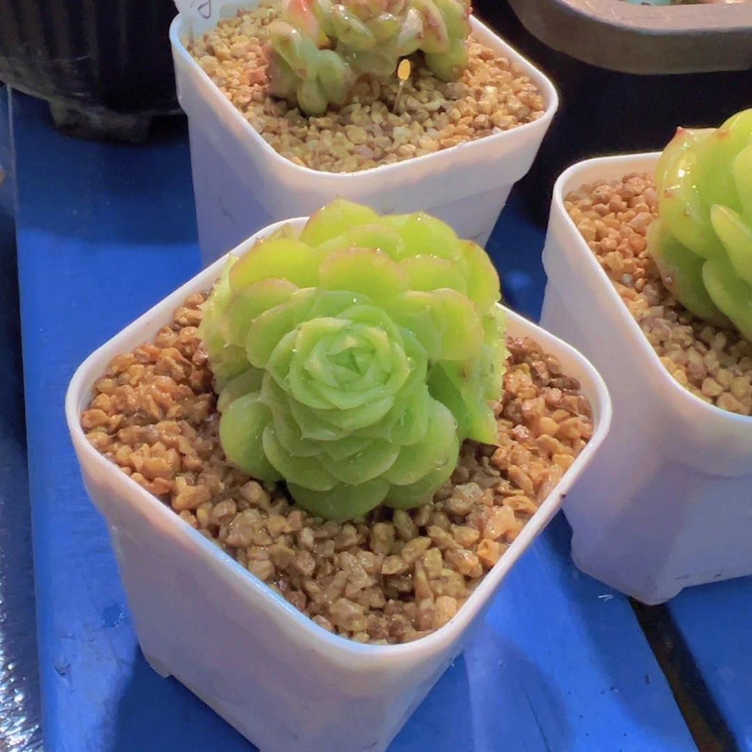 布**寳新品，多肉植物，