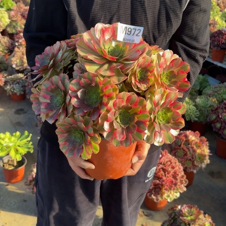 瑞妈，，。。。。。972。雨荷