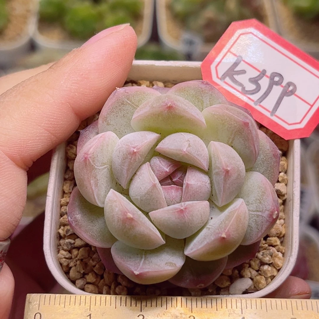 K399一物一拍 白芷珍妮