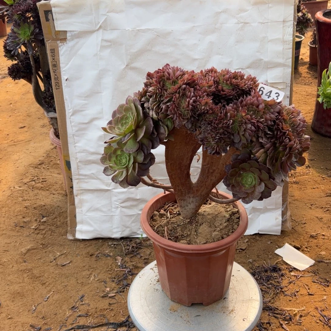 万缀643官府32厘米