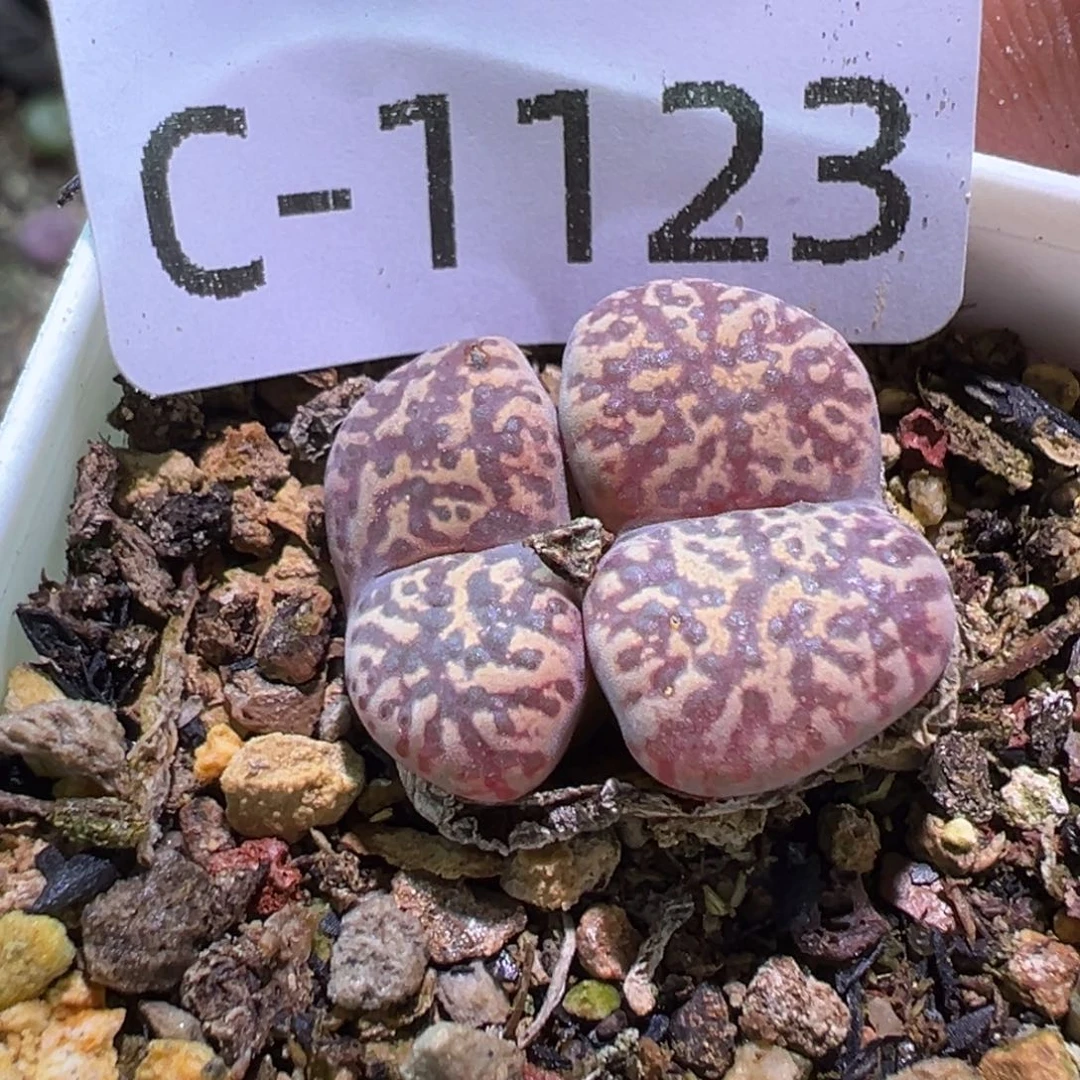 多肉植物11111111111