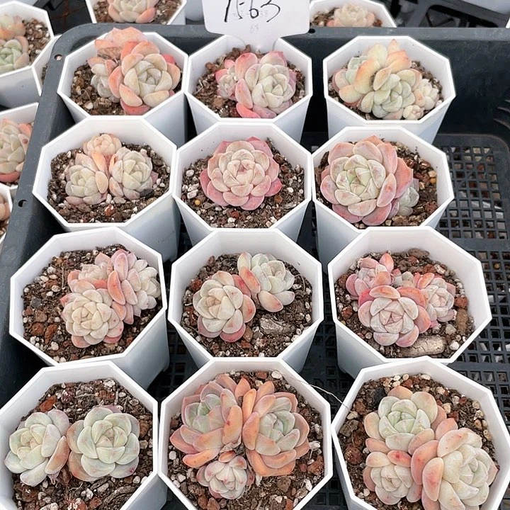 薇薇安园艺多肉1563