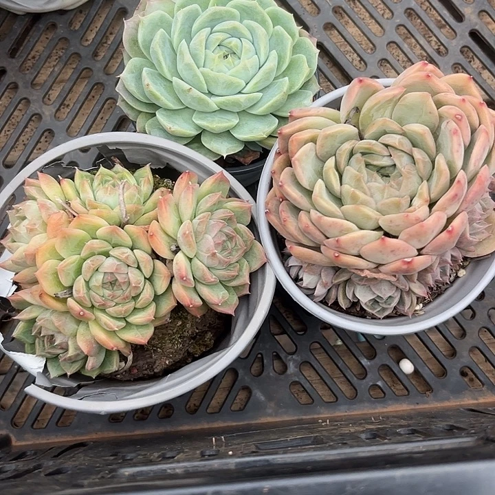 ‖***℡1167三颗开播福利888888