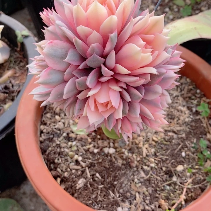 东*烨粉蝶锦多肉锦景天