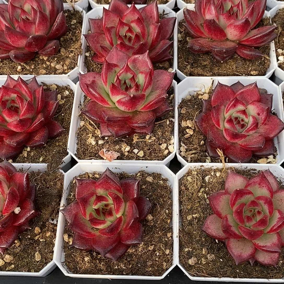 148焰火单头，精控