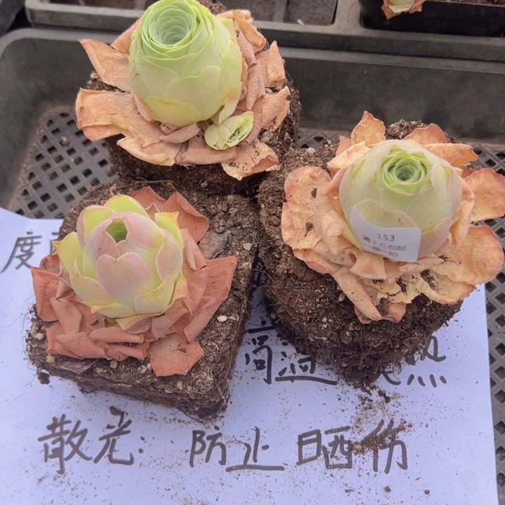 153 裸根不带土发货不包损