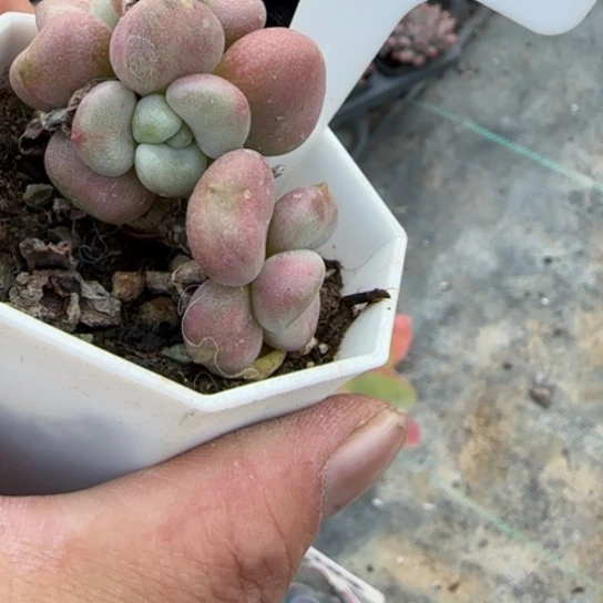 165比尔盖茨 多肉多肉多肉