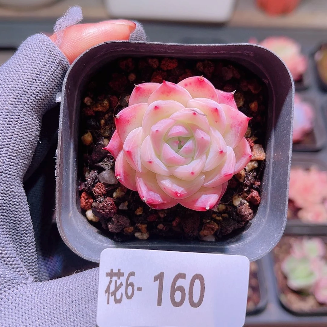 花06-160粉水晶单头