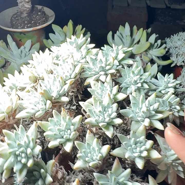 55头白菊一物一拍095