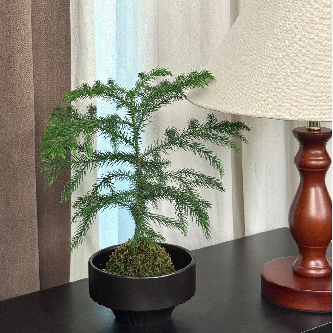 【苔藓球南洋杉】小盆栽室内好养净化空气四季常青
