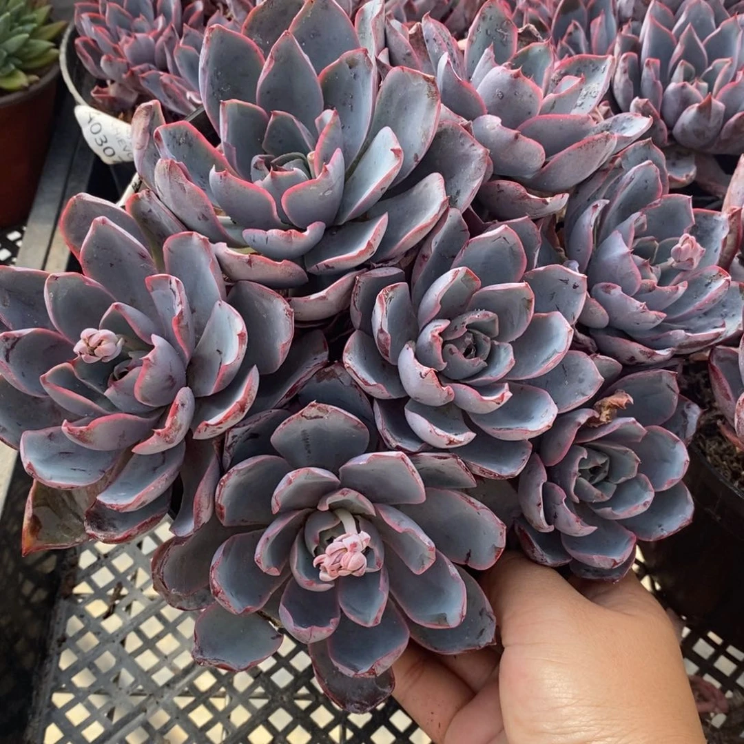 赫拉六头起发老桩