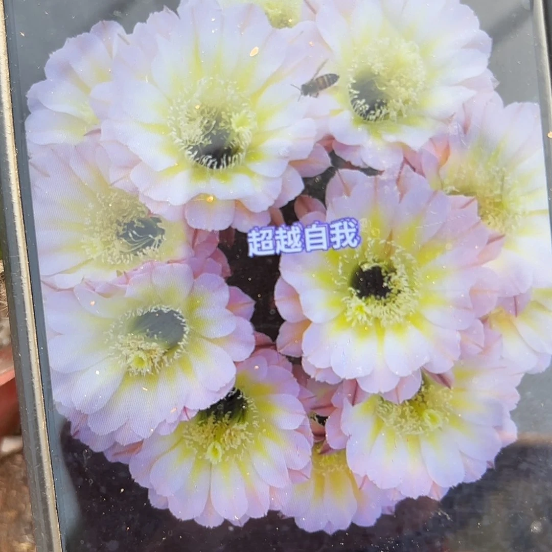 带根爱得华带根20包邮仙人球