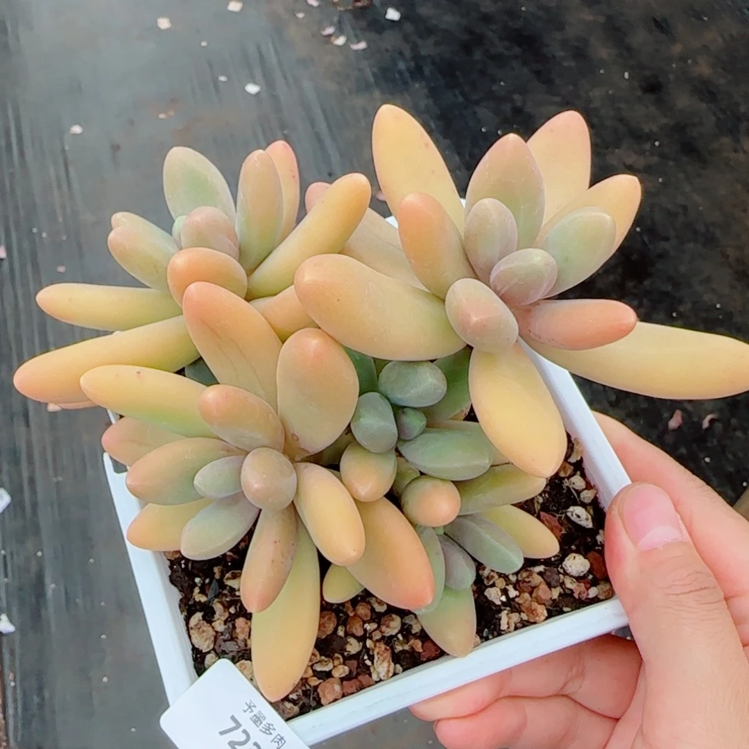 糖果美人，7234多肉植物