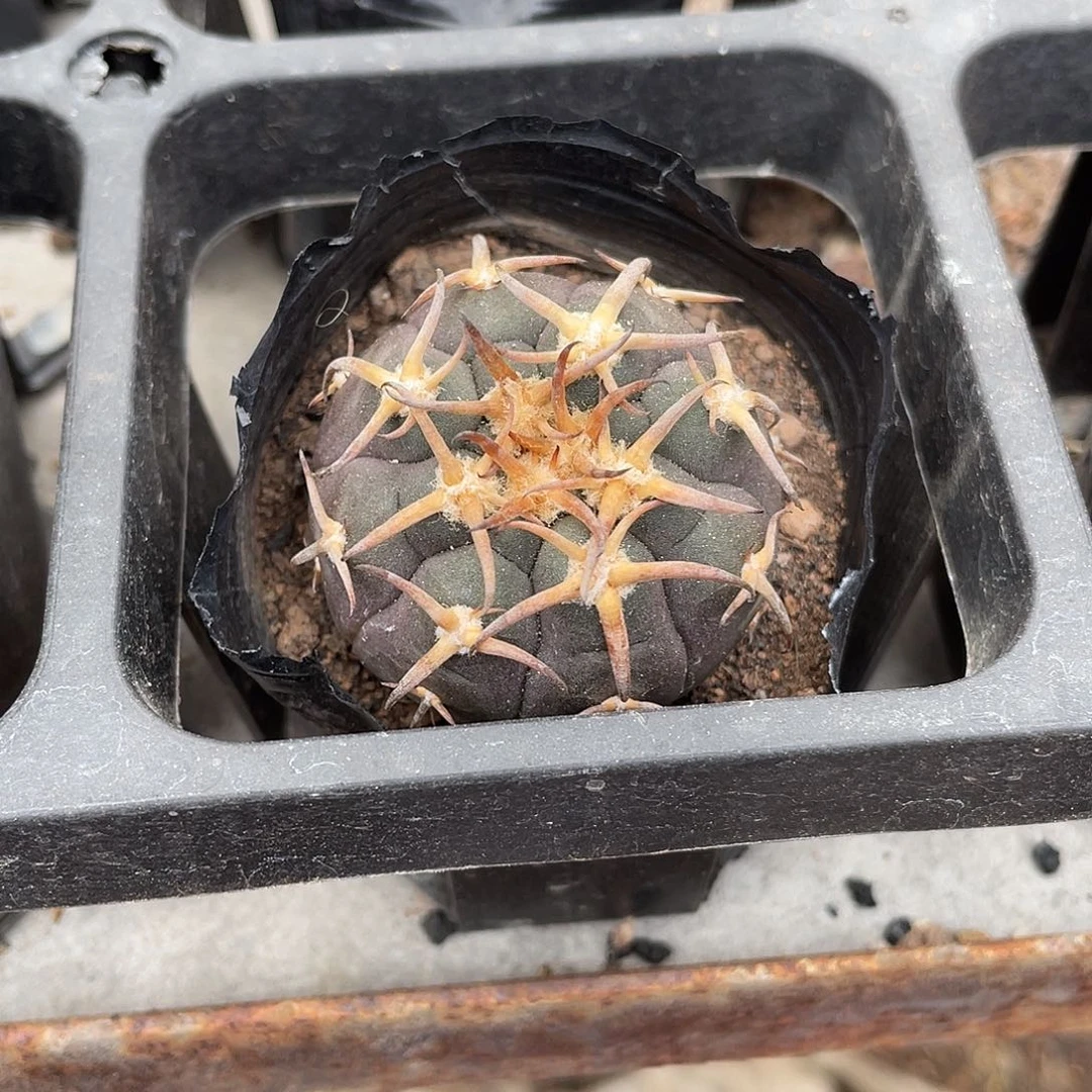 A***英仙人球实生猫爪球