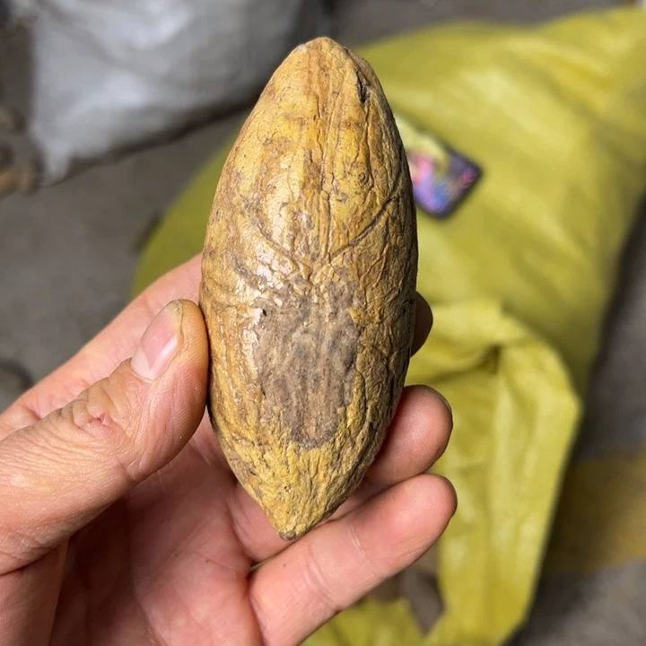 千眼菩提吊坠千眼菩提大果34号
