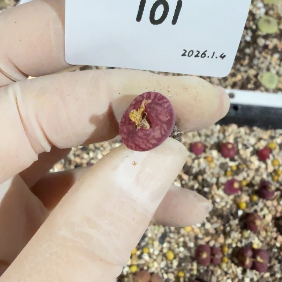 ****胖多肉多肉多肉1.4-101