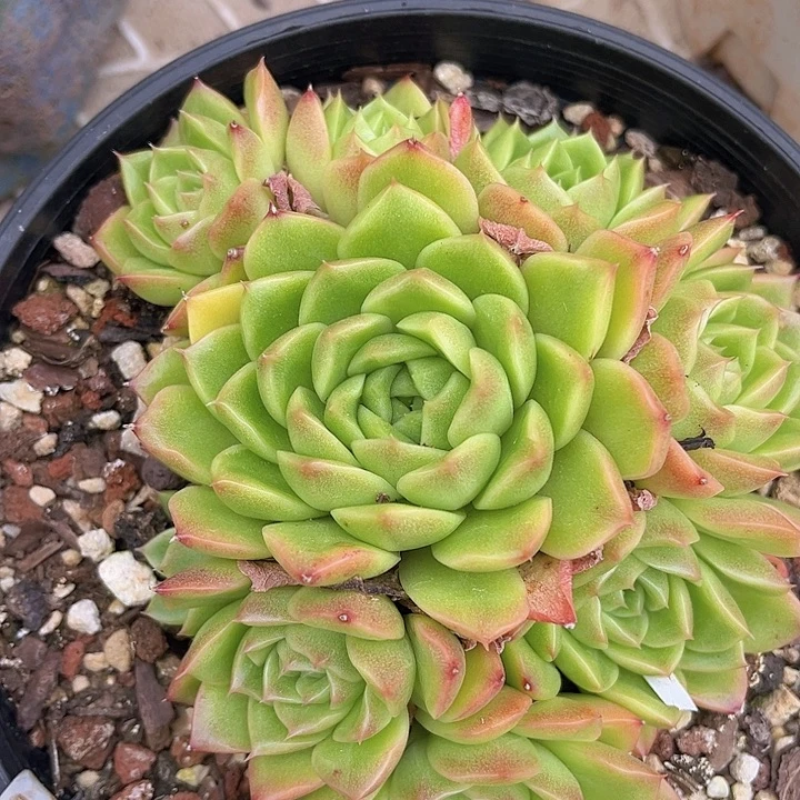 麦秆1889多肉植物
