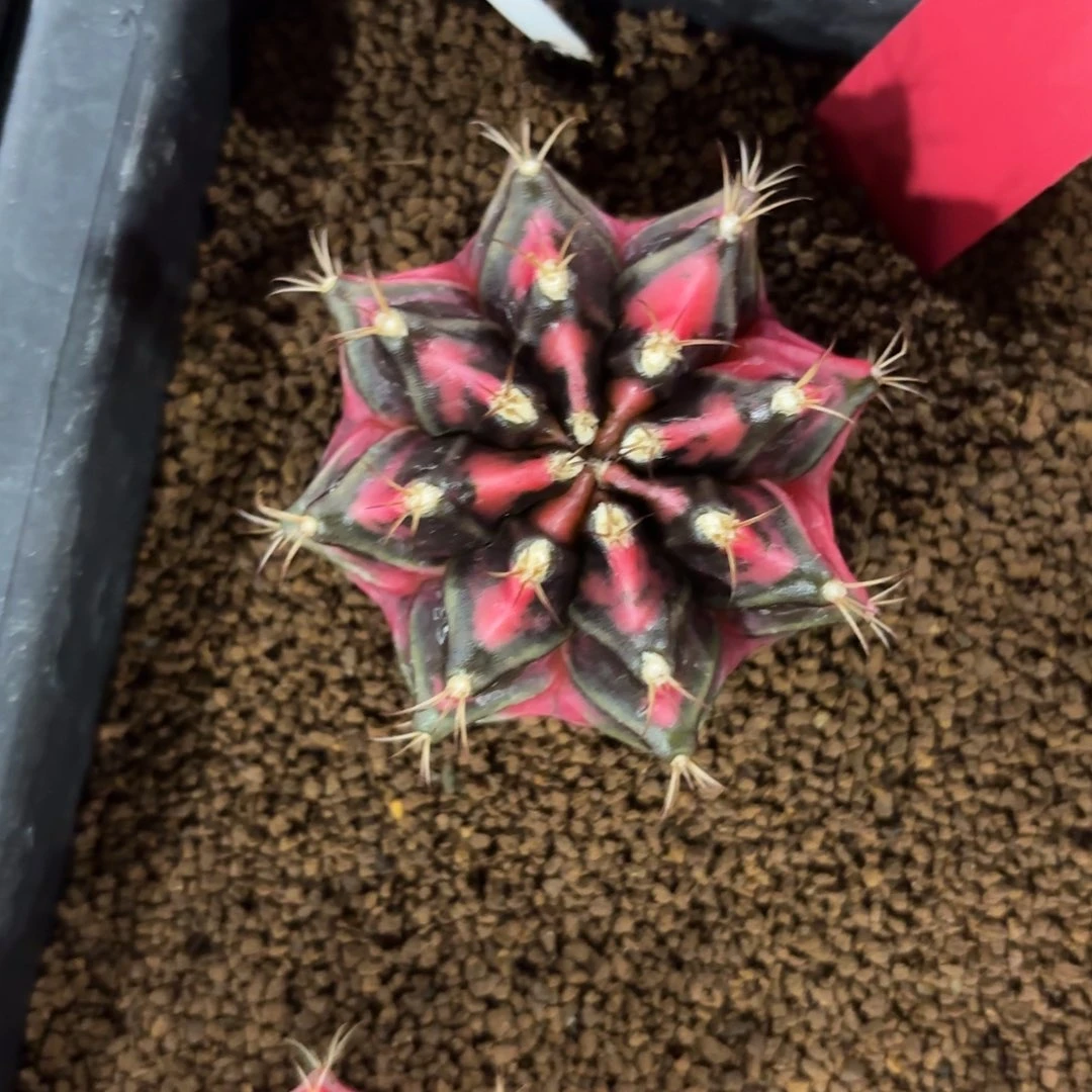 L933-1203泰国发货