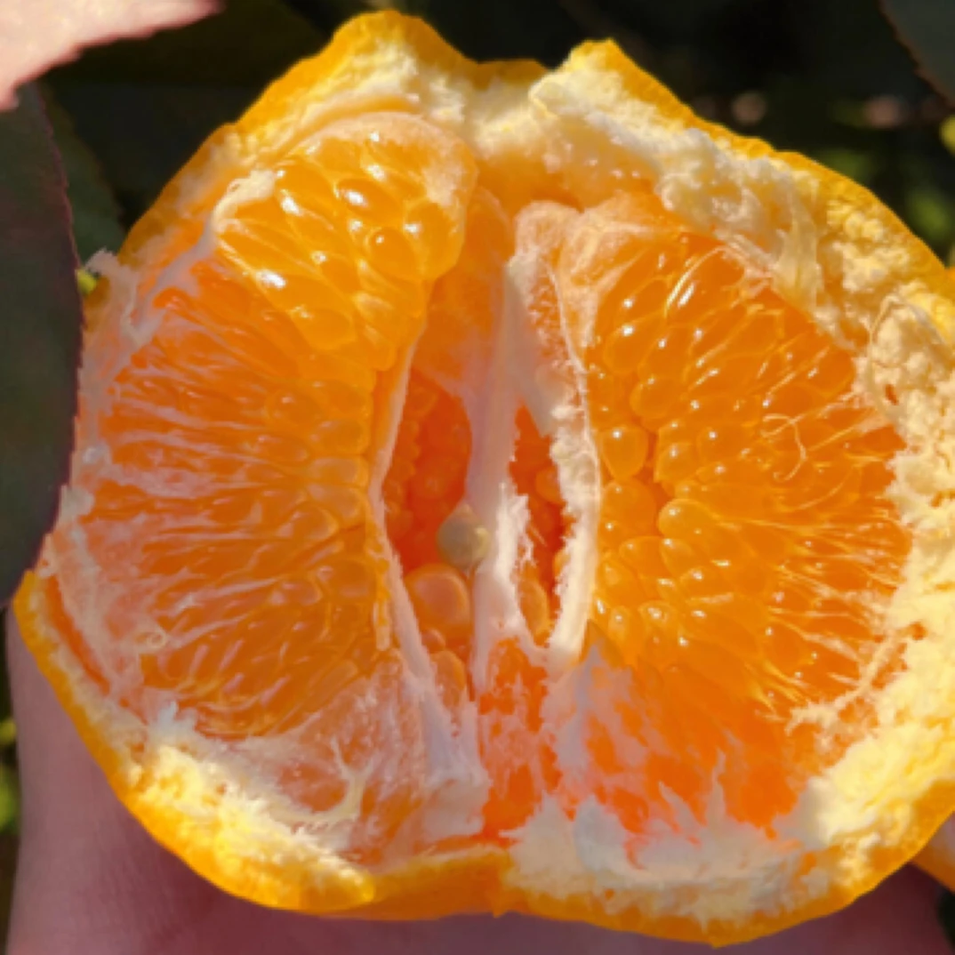 春见粑粑柑五斤散装