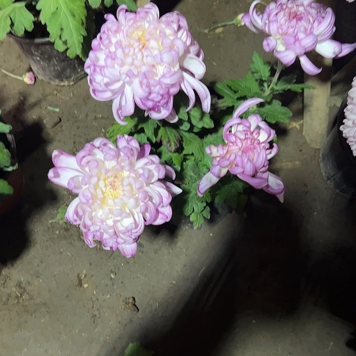 尼***二无花朵111111111111