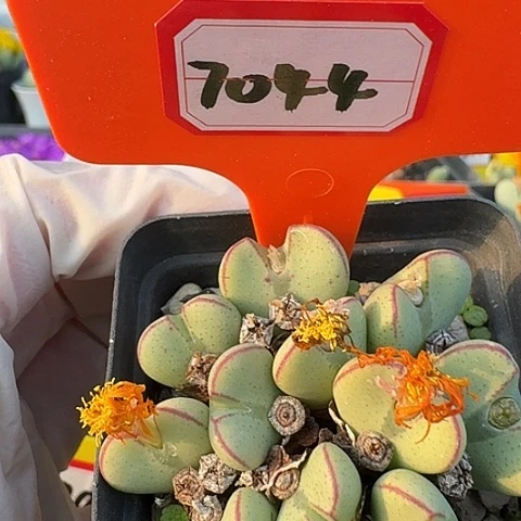 7044哟哟哟哦哦哦哦哦