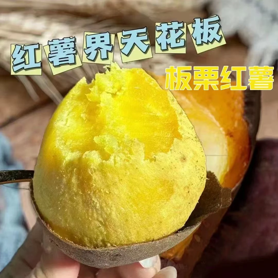 潮汕【吉薯16号】特产鸡蛋黄番薯板栗红薯白皮黄心地瓜白皮人参薯
