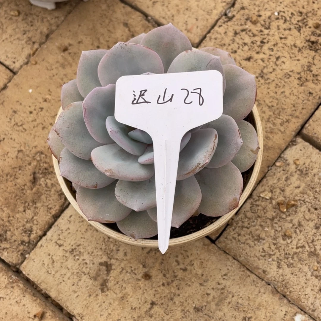 迟***鱼迟山28。
